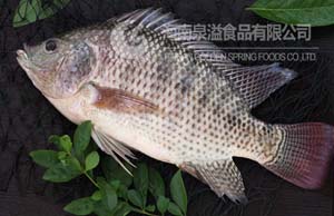 ALIVE TILAPIA